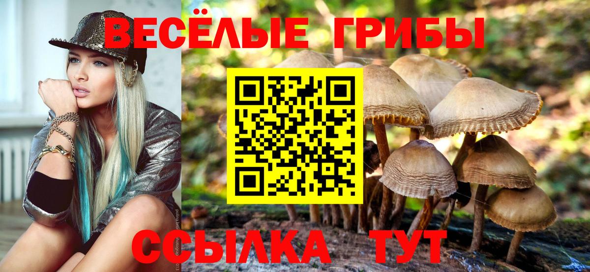 Псилоцибиновые грибы Psilocybe Североморск